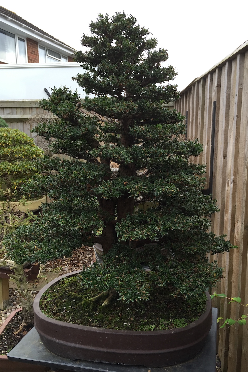 Taxus baccata English Yew Swindon & District Bonsai
