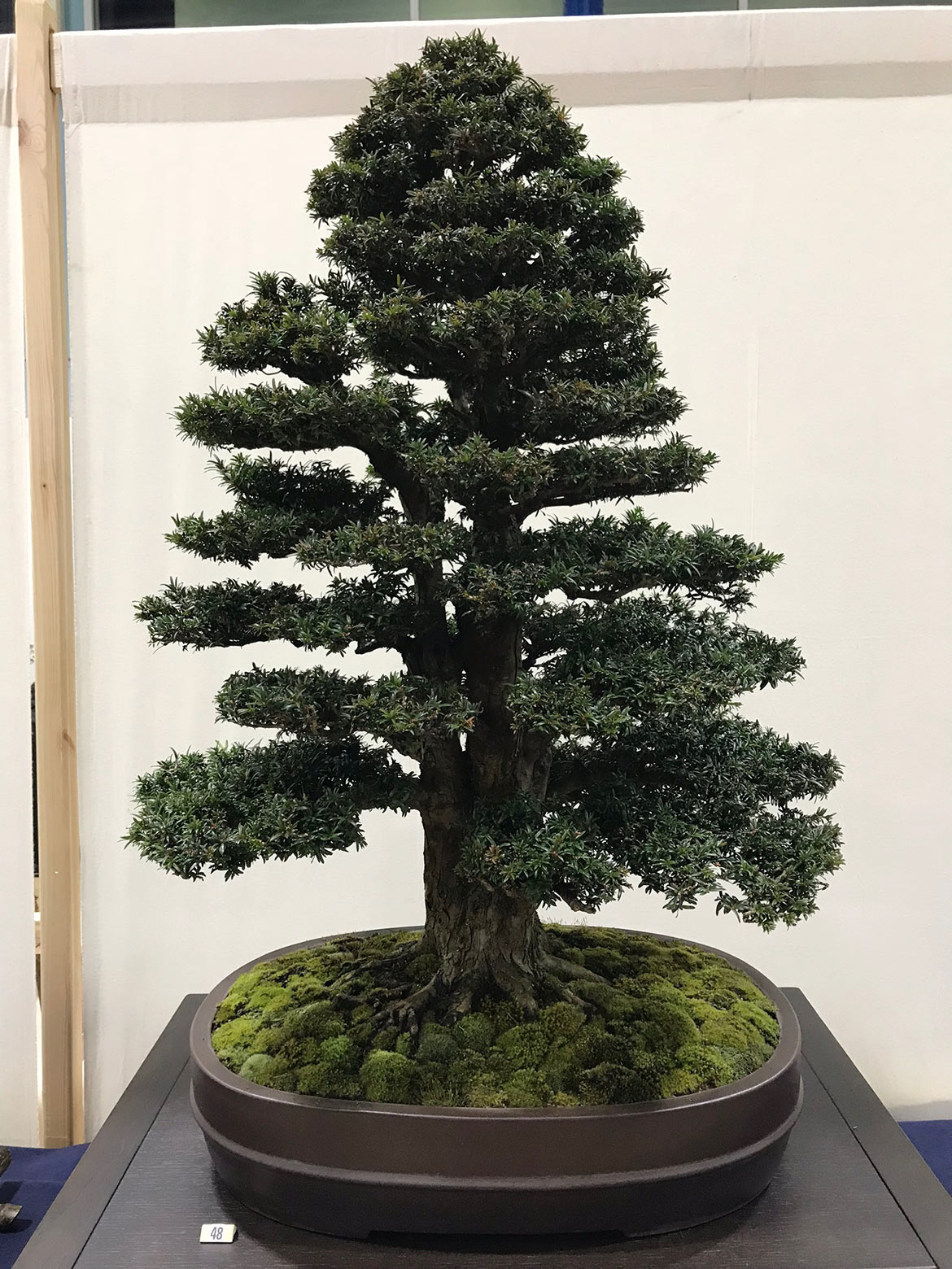 Taxus baccata English Yew Swindon & District Bonsai