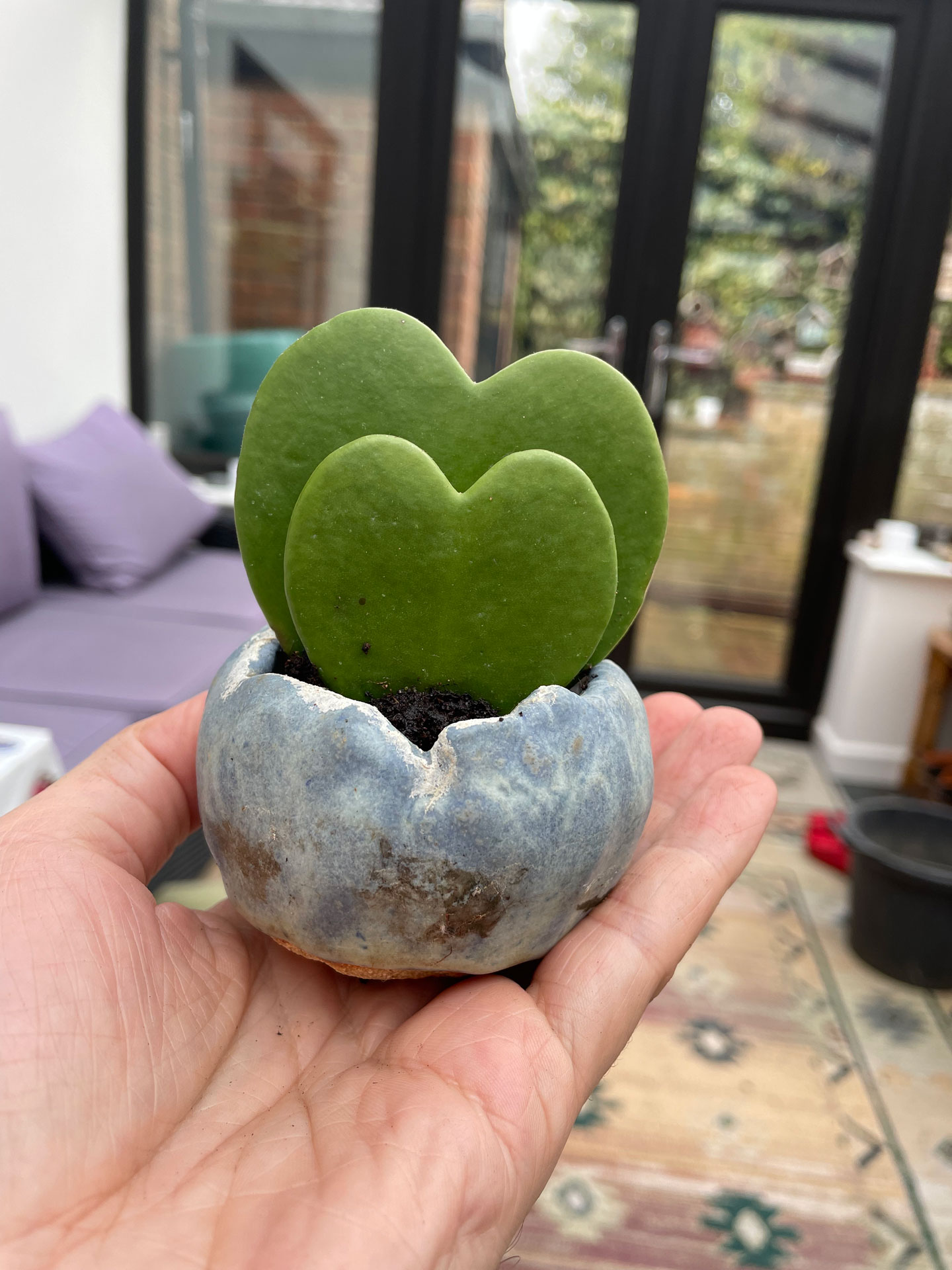 Seeds. Rare Hoya Kerrii Bonsai Balcony Flower Hoya Kerrii Bonsai