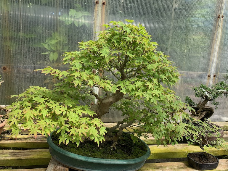 Lee Verhorevoort Bonsai Swindon & District Bonsai