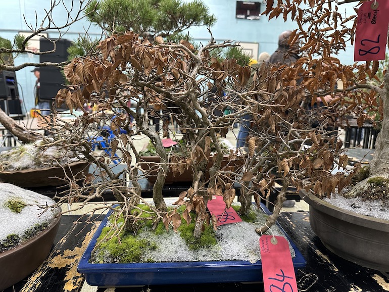 3rd UKBA Bonsai Auction Swindon & District Bonsai