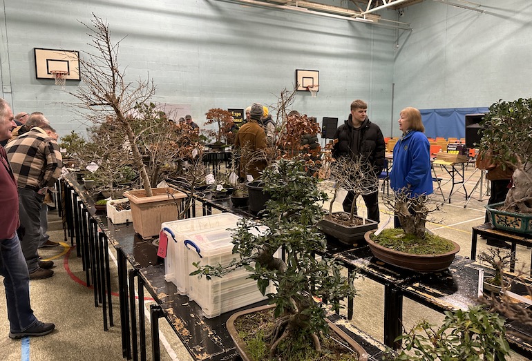 3rd UKBA Bonsai Auction Swindon & District Bonsai