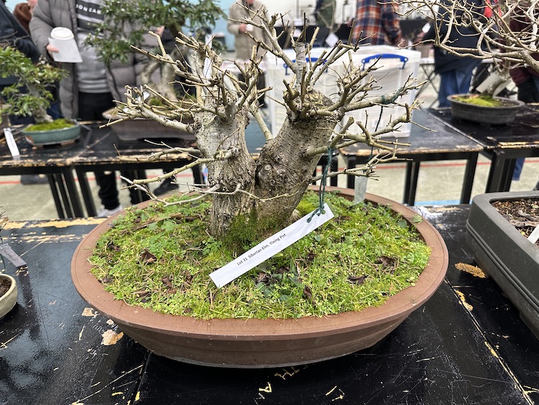 3rd UKBA Bonsai Auction Swindon & District Bonsai