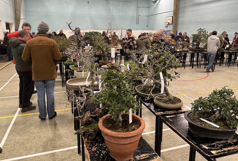 3rd UKBA Bonsai Auction Swindon & District Bonsai