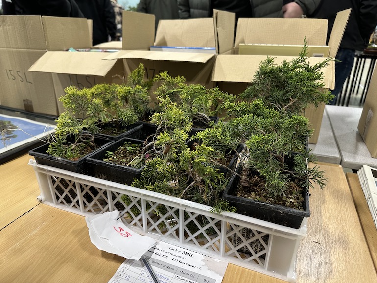 3rd UKBA Bonsai Auction Swindon & District Bonsai