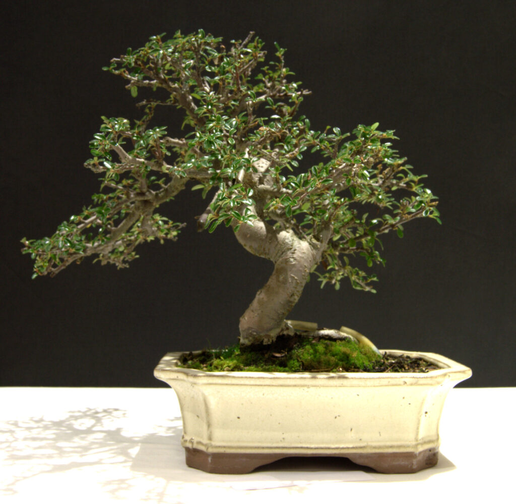 February tree of the month - Swindon & District Bonsai