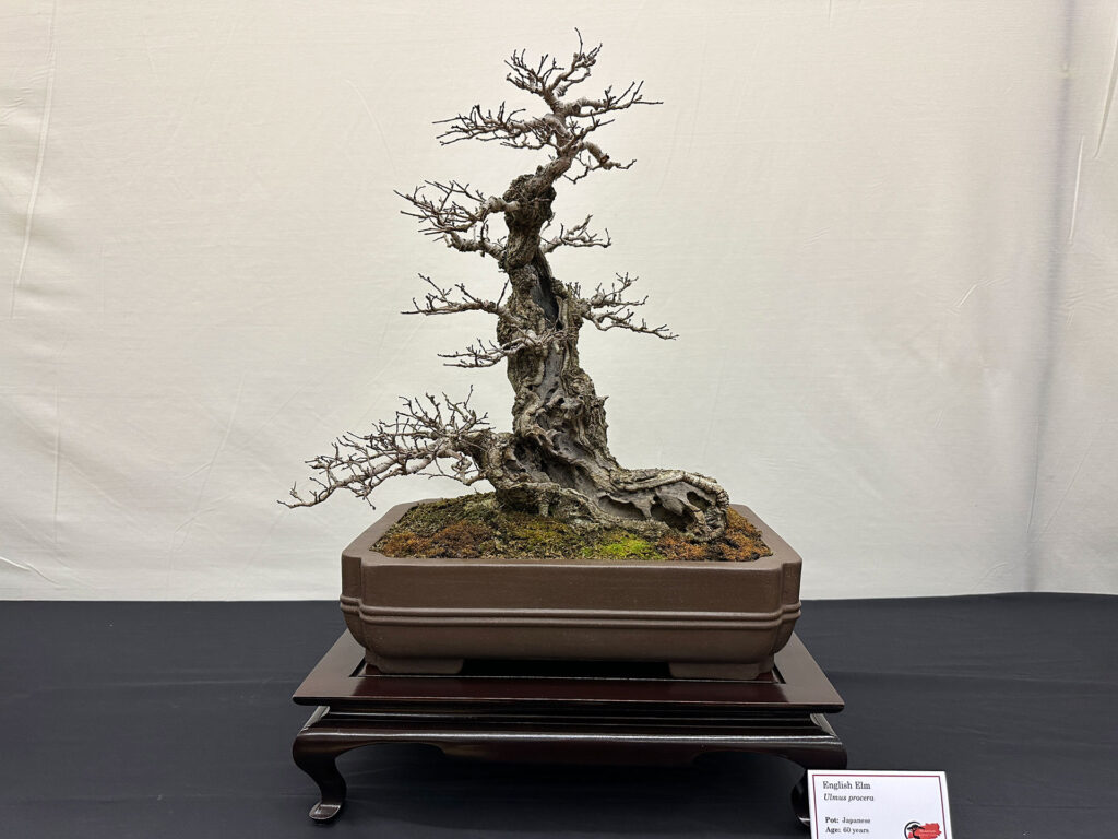 TWickenham Bonsai Show 2023 Swindon & District Bonsai