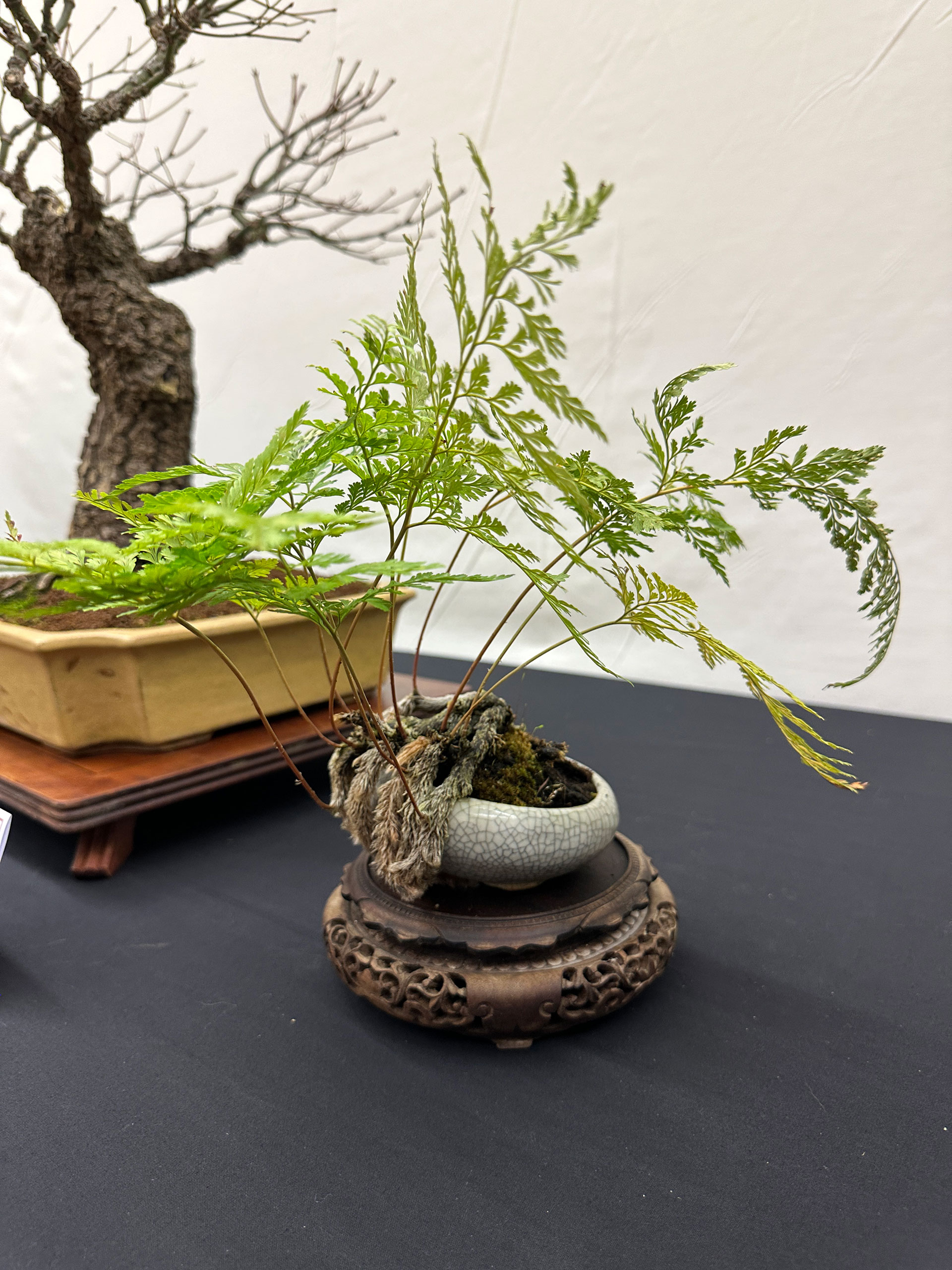 TWickenham Bonsai Show 2023