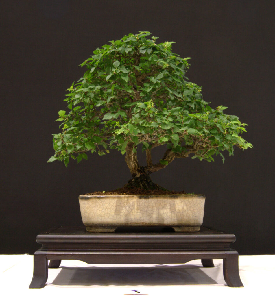 June Rows Tree June tree of the month - Swindon & District Bonsai