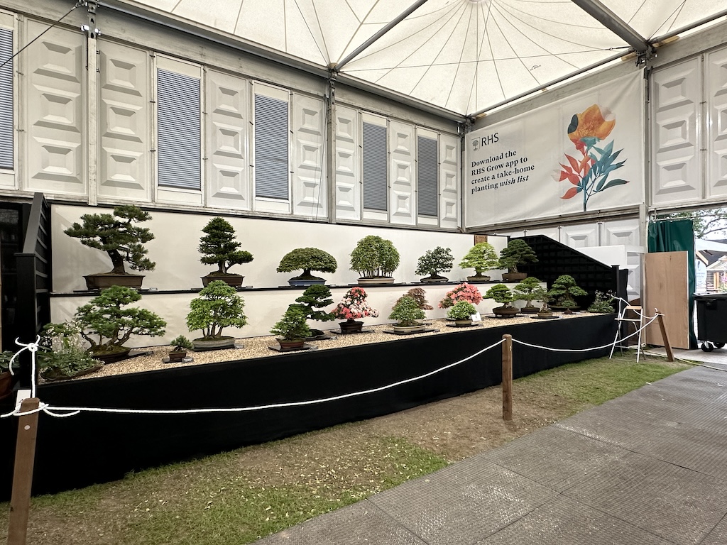 Bonsai Chelsea Flower Show 2024 Swindon & District Bonsai