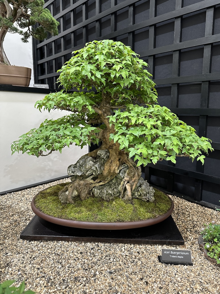 Bonsai Chelsea Flower Show 2024 Swindon & District Bonsai
